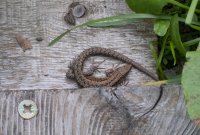 c_ulses_fallerschein_p9100019.jpg c_ulses_fallerschein_p9100019.jpg